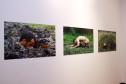 Rodrigo Braga (Manaus/AM, 1976) - Comunhão I, II e III, 2006, fotografia (lambda print), 66x100cm cada